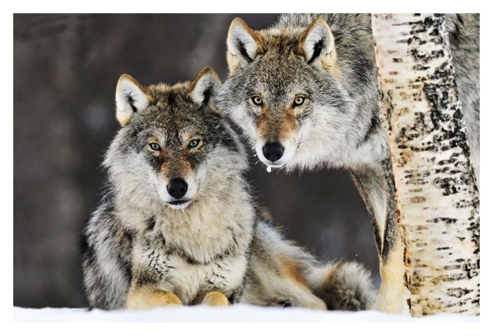 Gray Wolf pair in the snow, Norway-Paper Art-38"x26"
