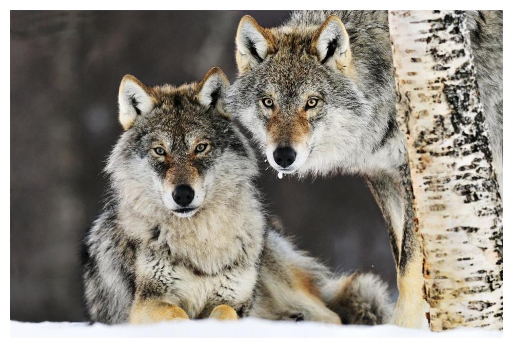 Gray Wolf pair in the snow, Norway-Paper Art-50"x34"