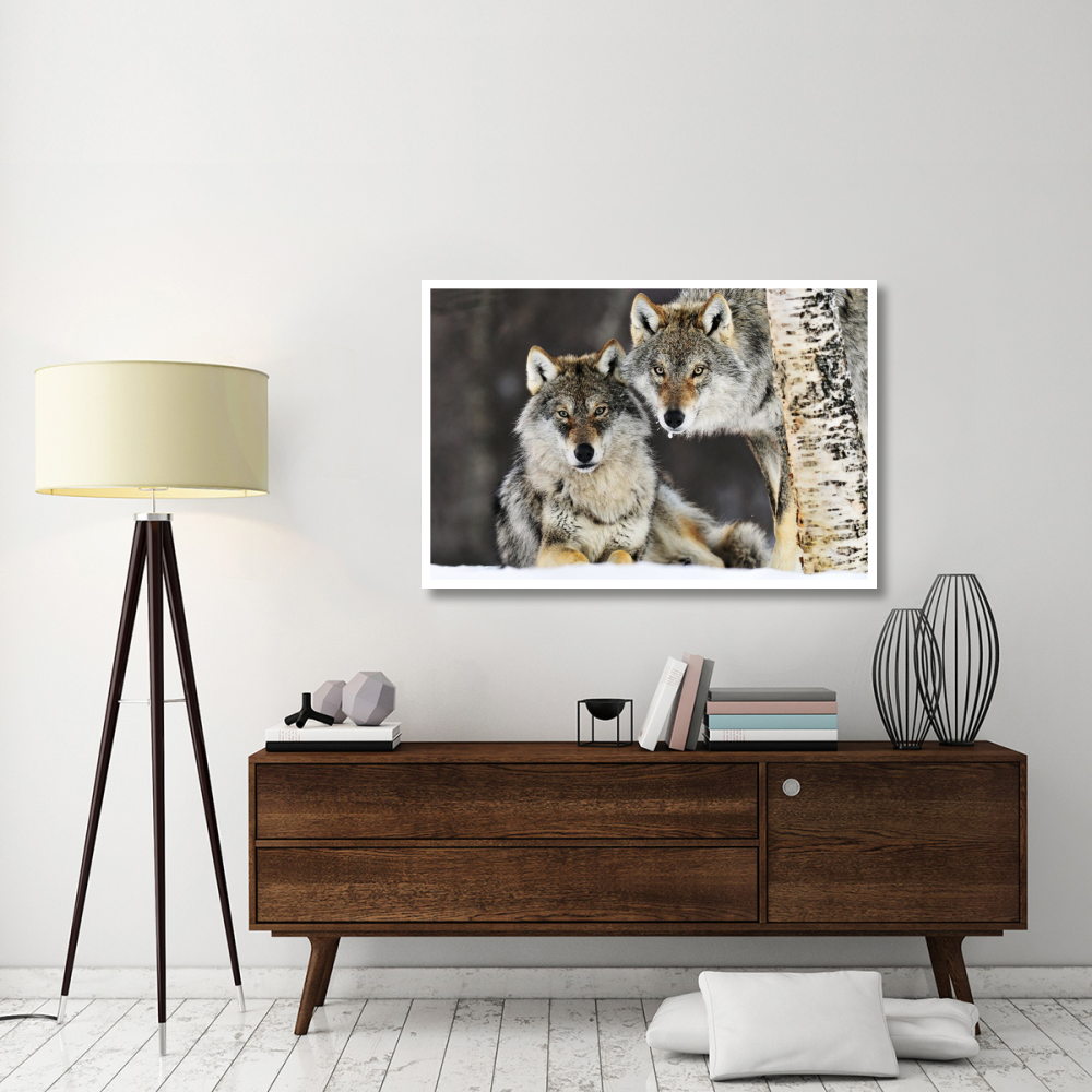 Gray Wolf pair in the snow, Norway-Paper Art-50&quotx34"