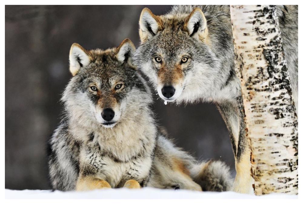 Gray Wolf pair in the snow, Norway-Paper Art-62"x42"