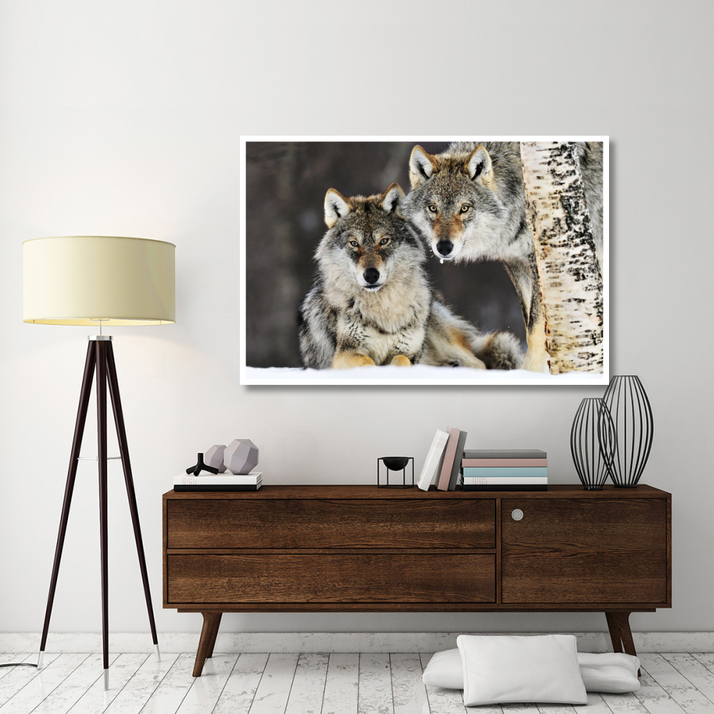 Gray Wolf pair in the snow, Norway-Paper Art-62&quotx42"