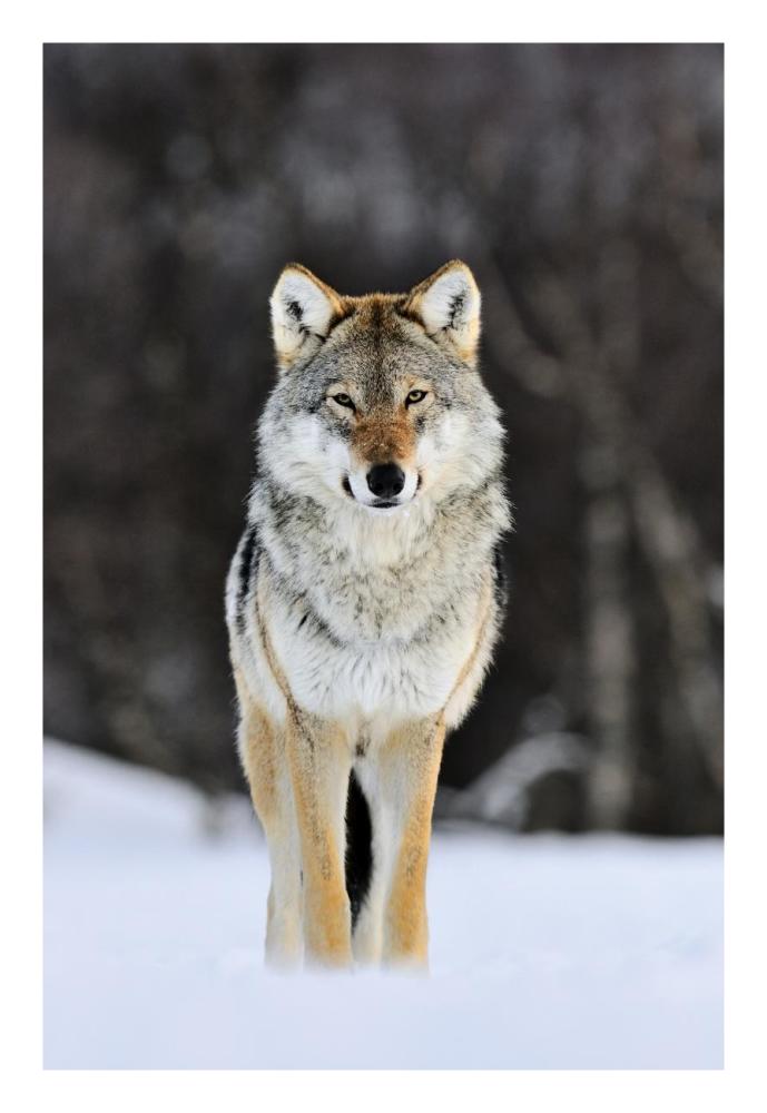 Gray Wolf standing in the snow, Norway-Paper Art-18"x26"