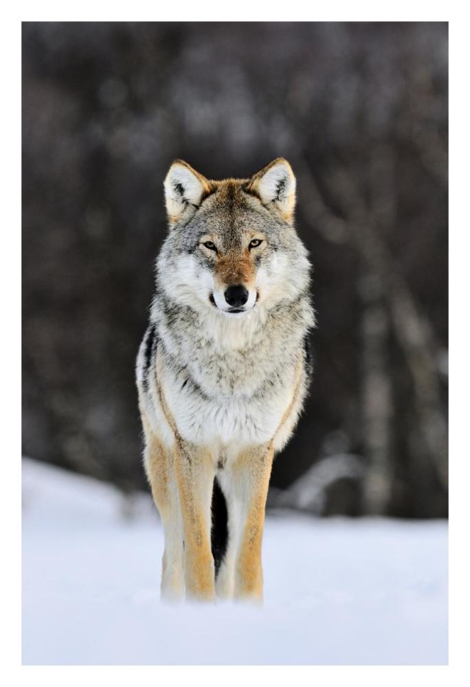 Gray Wolf standing in the snow, Norway-Paper Art-22"x32"
