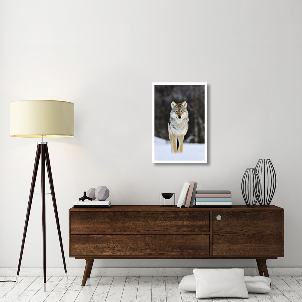 Gray Wolf standing in the snow, Norway-Paper Art-22&quotx32"