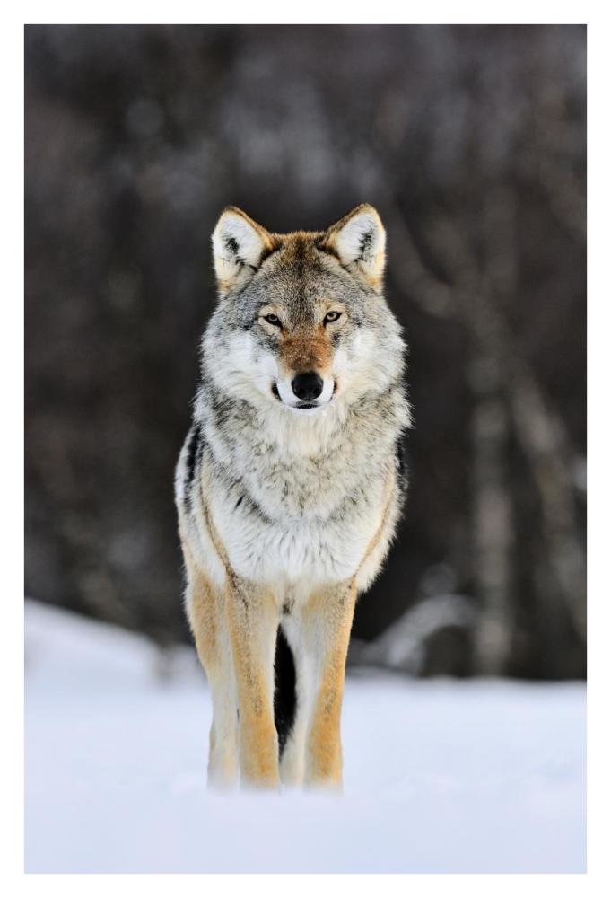 Gray Wolf standing in the snow, Norway-Paper Art-26"x38"