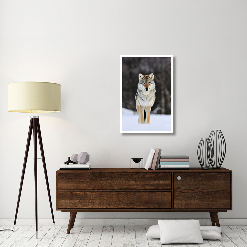 Gray Wolf standing in the snow, Norway-Paper Art-26&quotx38"