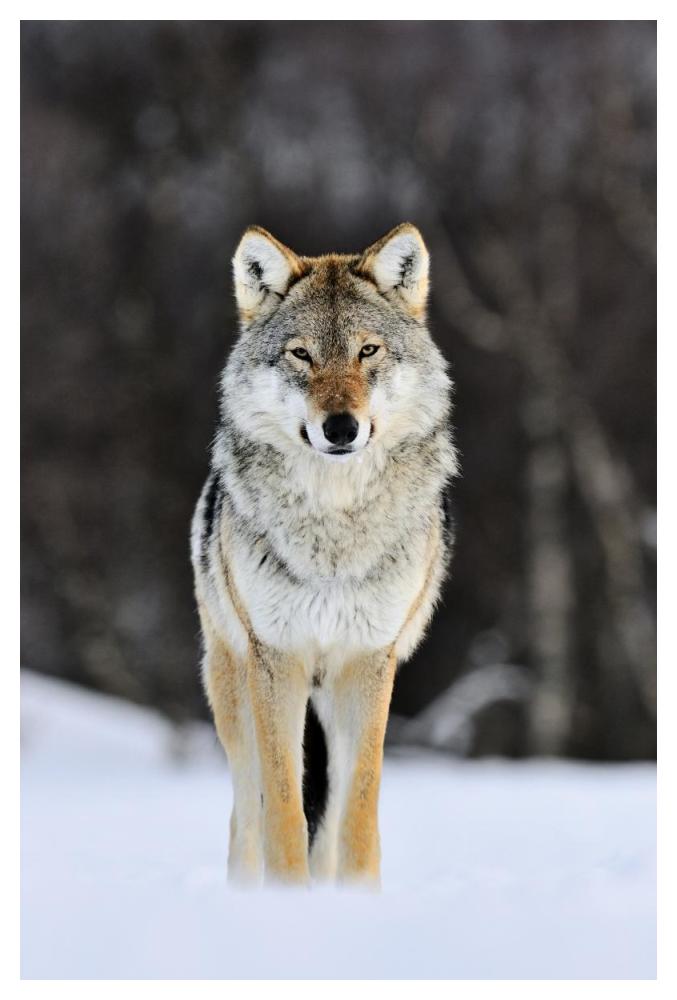 Gray Wolf standing in the snow, Norway-Paper Art-34"x50"