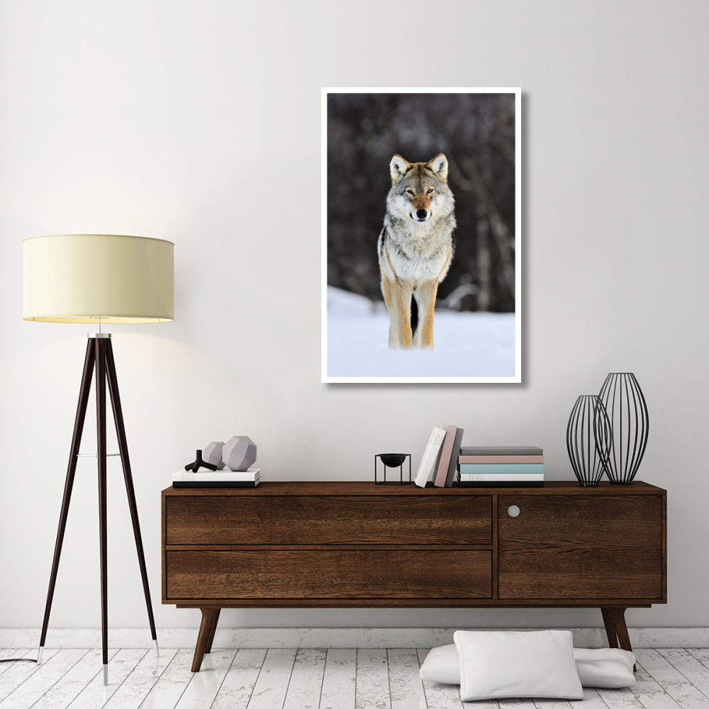 Gray Wolf standing in the snow, Norway-Paper Art-34&quotx50"