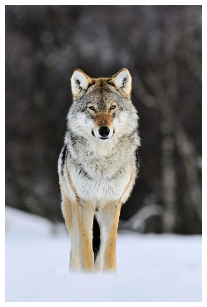 Gray Wolf standing in the snow, Norway-Paper Art-42"x62"
