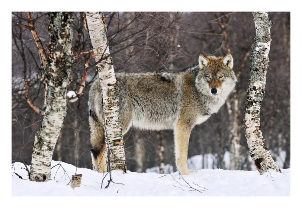 Gray Wolf in the woods, winter, Norway-Paper Art-26"x18"