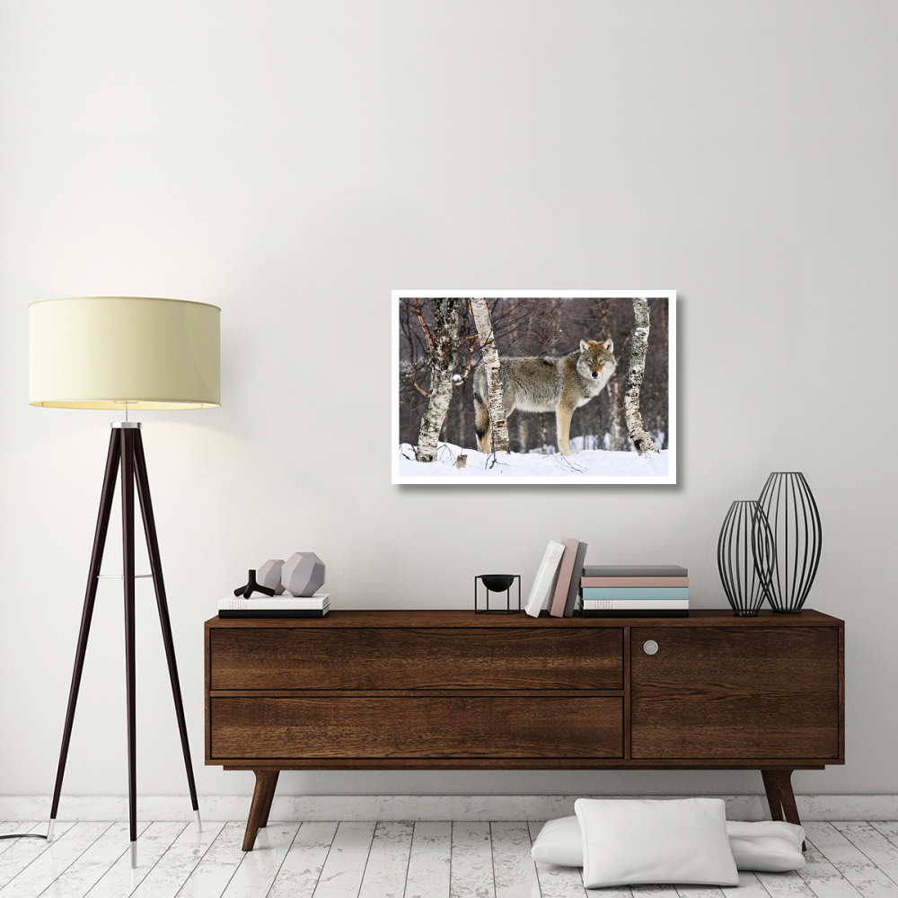 Gray Wolf in the woods, winter, Norway-Paper Art-38&quotx26"