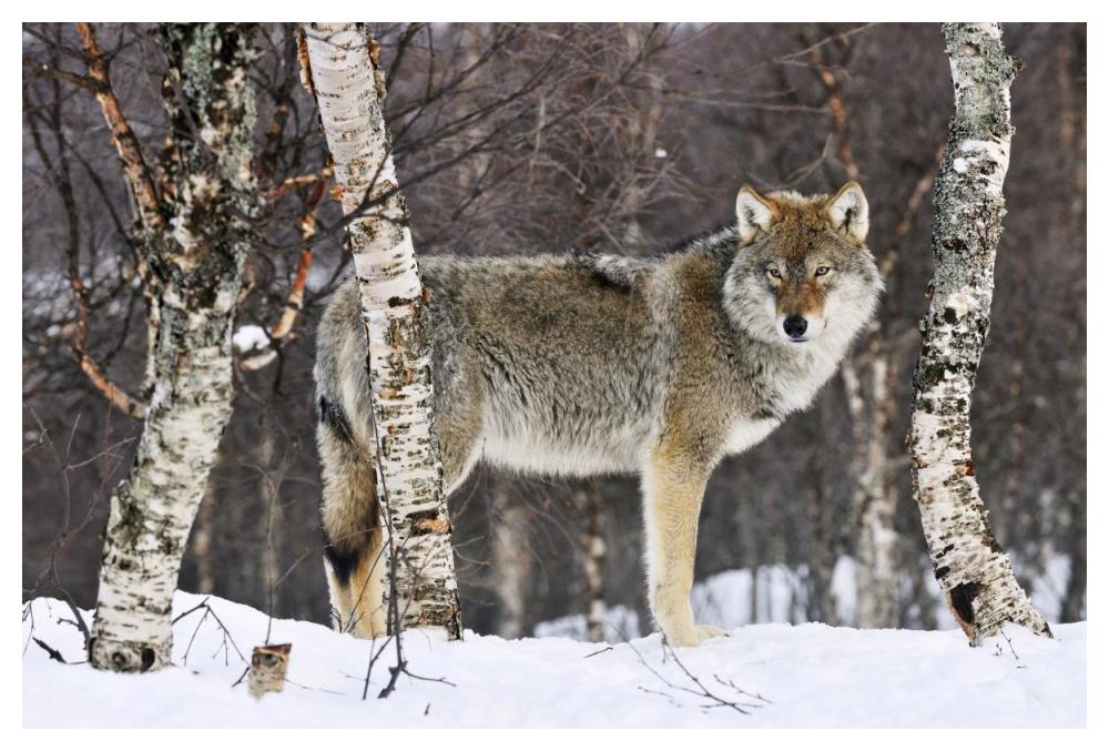 Gray Wolf in the woods, winter, Norway-Paper Art-50"x34"