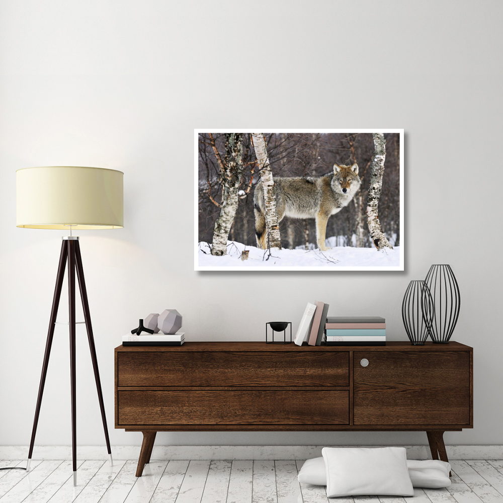Gray Wolf in the woods, winter, Norway-Paper Art-50&quotx34"