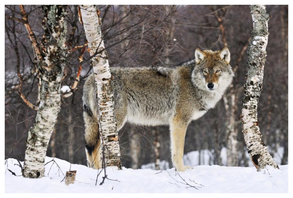 Gray Wolf in the woods, winter, Norway-Paper Art-62"x42"