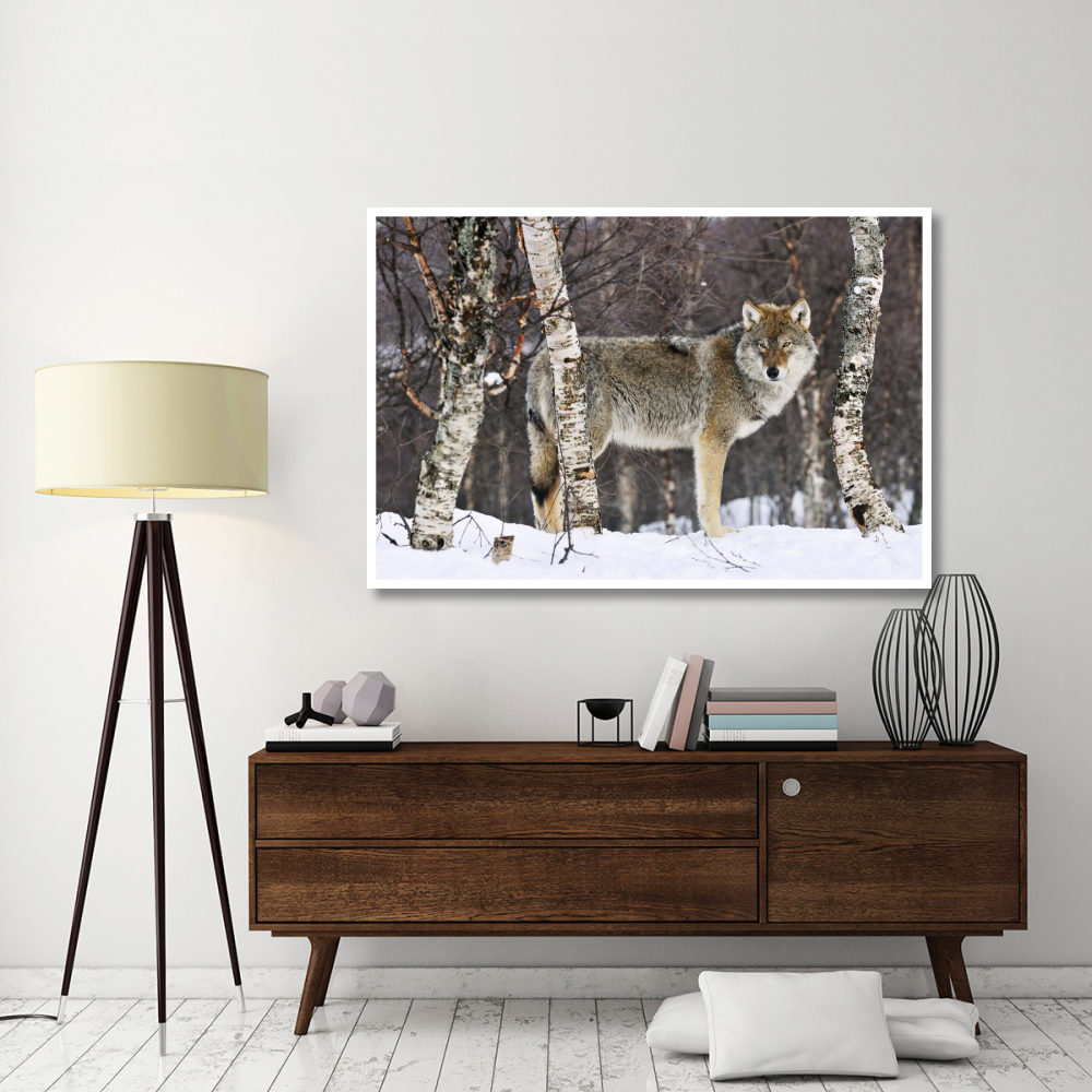 Gray Wolf in the woods, winter, Norway-Paper Art-62&quotx42"