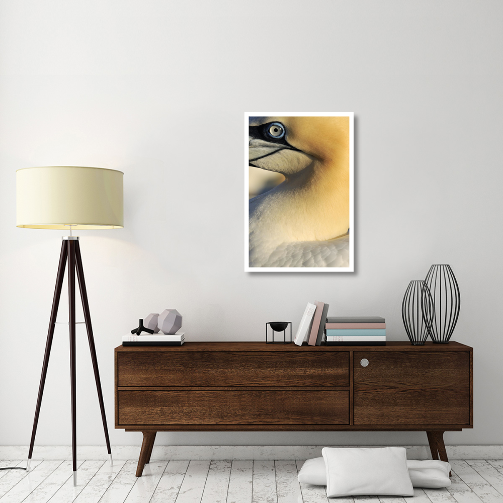 Northern Gannet, Saltee Islands, Ireland-Paper Art-26&quotx38"