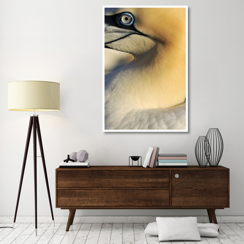 Northern Gannet, Saltee Islands, Ireland-Paper Art-42&quotx62"