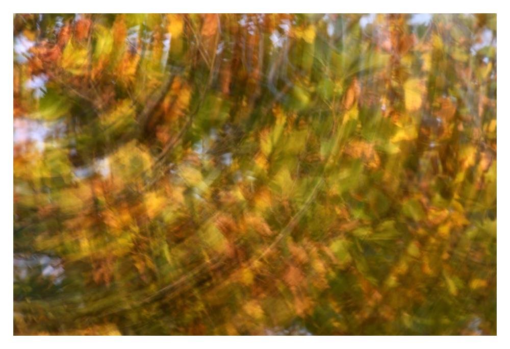 Fall colored tree, Vlaardingen, Netherlands-Paper Art-20"x14"