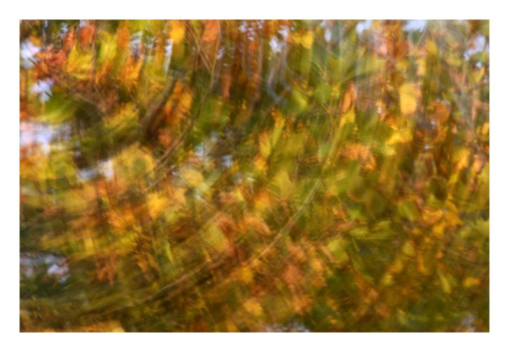 Fall colored tree, Vlaardingen, Netherlands-Paper Art-26"x18"