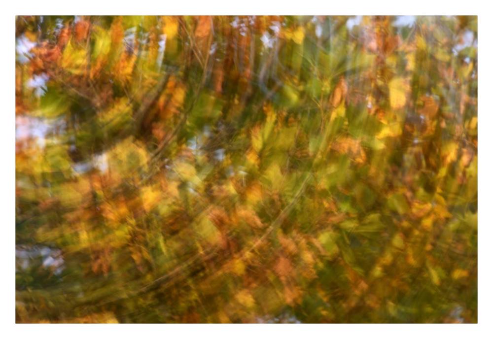Fall colored tree, Vlaardingen, Netherlands-Paper Art-32"x22"