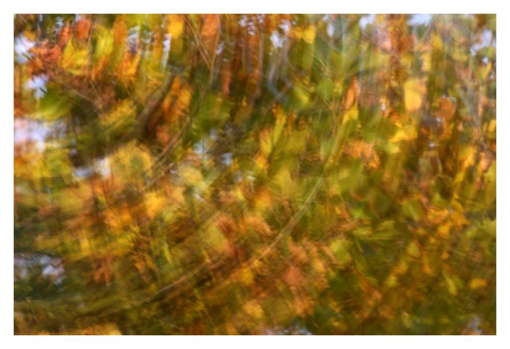 Fall colored tree, Vlaardingen, Netherlands-Paper Art-38"x26"