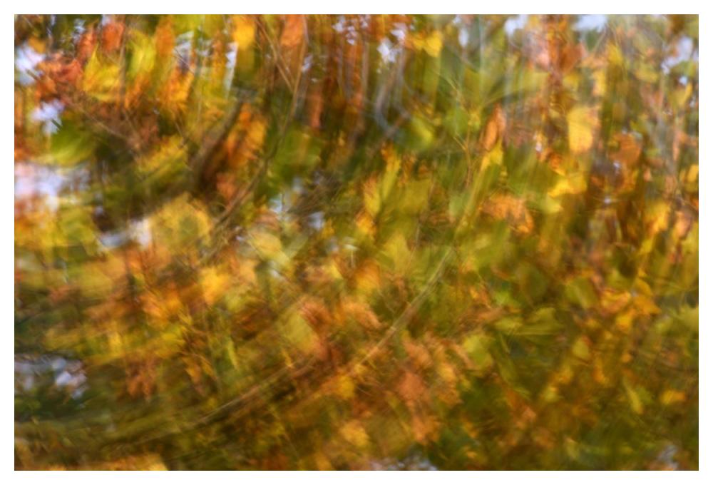 Fall colored tree, Vlaardingen, Netherlands-Paper Art-50"x34"