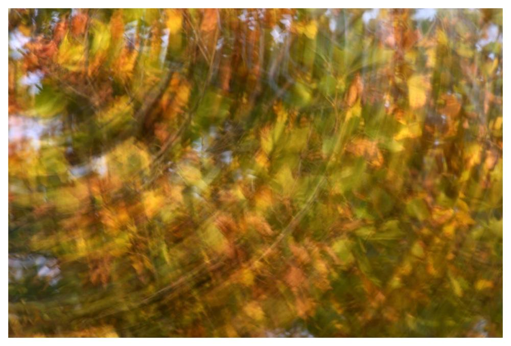 Fall colored tree, Vlaardingen, Netherlands-Paper Art-62"x42"