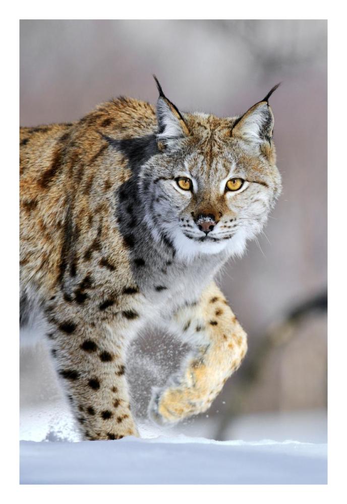 Eurasian Lynx walking through the snow, Norway-Paper Art-18"x26"