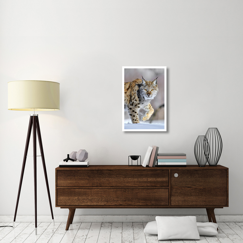 Eurasian Lynx walking through the snow, Norway-Paper Art-22&quotx32"