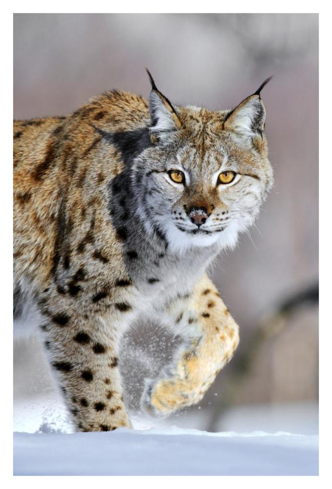 Eurasian Lynx walking through the snow, Norway-Paper Art-26"x38"