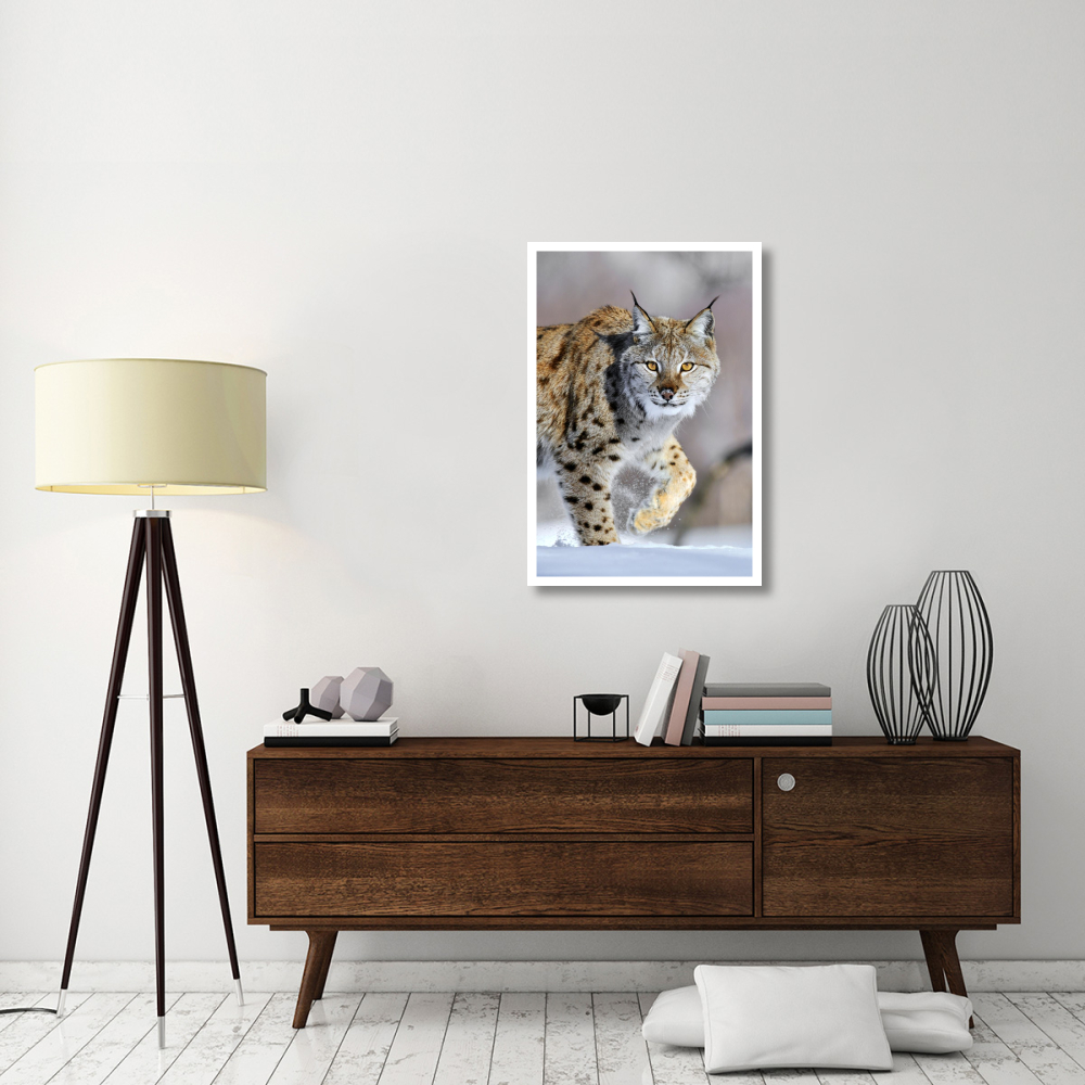 Eurasian Lynx walking through the snow, Norway-Paper Art-26&quotx38"