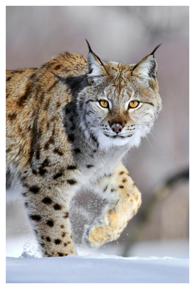 Eurasian Lynx walking through the snow, Norway-Paper Art-34"x50"
