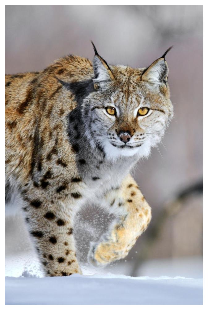 Eurasian Lynx walking through the snow, Norway-Paper Art-42"x62"