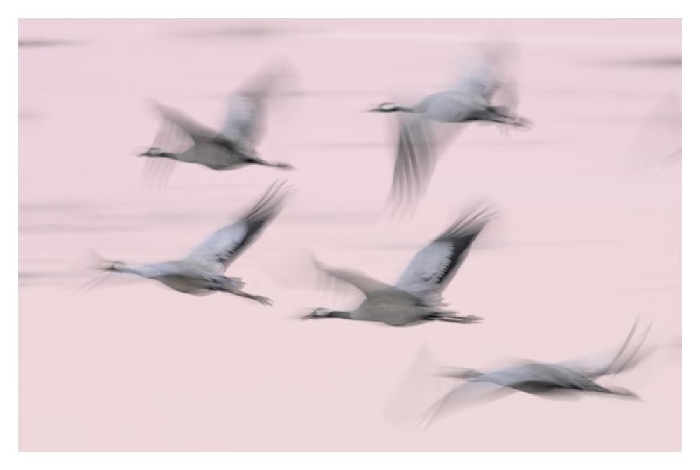 Common Cranes in flight, Lake Hornborga, Sweden-Paper Art-20"x14"
