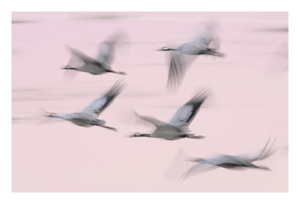 Common Cranes in flight, Lake Hornborga, Sweden-Paper Art-26"x18"