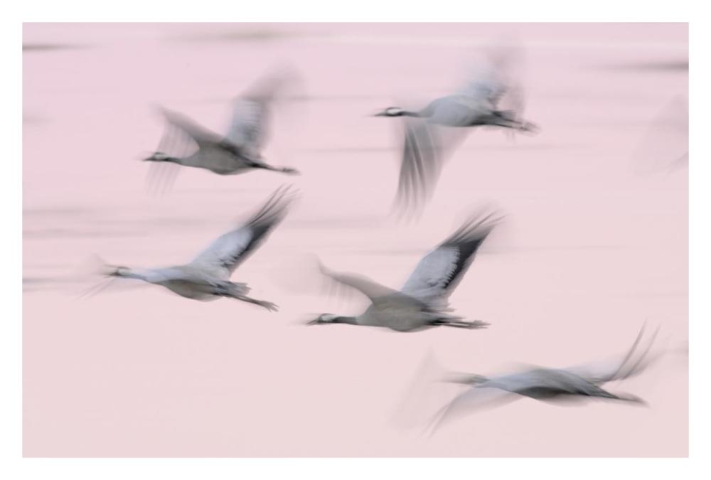 Common Cranes in flight, Lake Hornborga, Sweden-Paper Art-32"x22"
