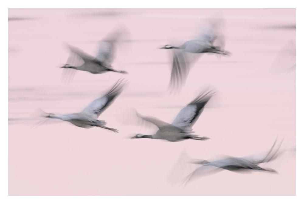 Common Cranes in flight, Lake Hornborga, Sweden-Paper Art-38"x26"