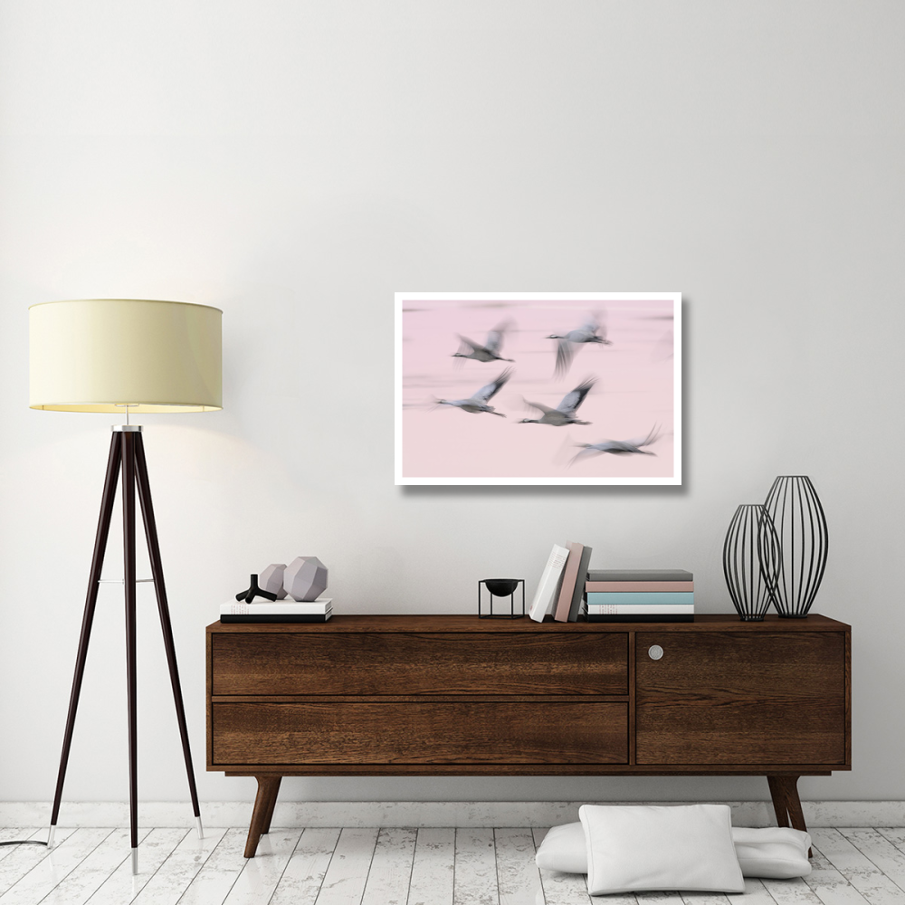 Common Cranes in flight, Lake Hornborga, Sweden-Paper Art-38&quotx26"