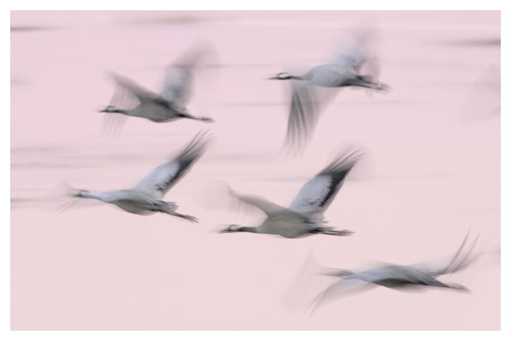 Common Cranes in flight, Lake Hornborga, Sweden-Paper Art-50"x34"
