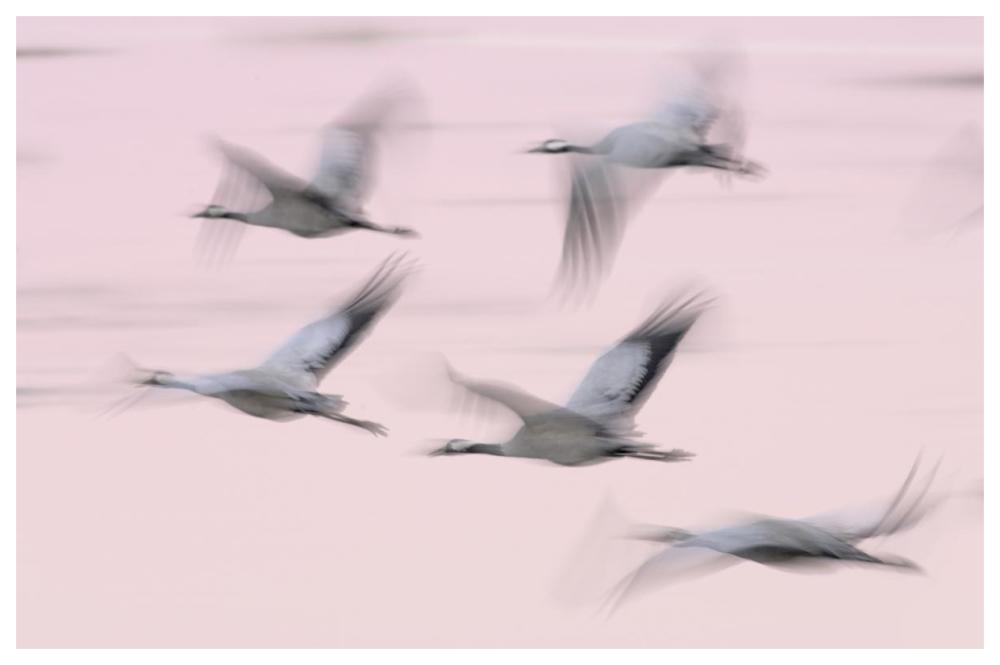 Common Cranes in flight, Lake Hornborga, Sweden-Paper Art-62"x42"