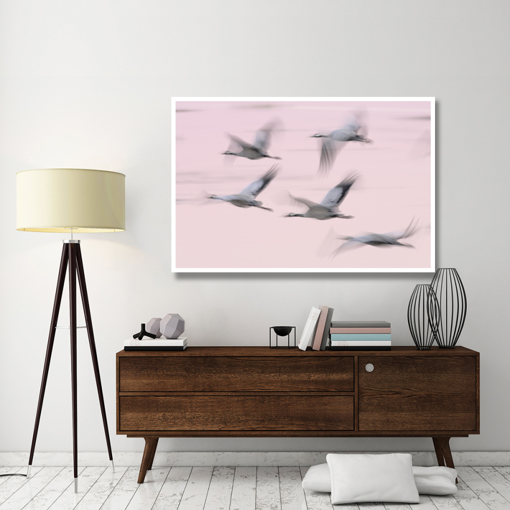 Common Cranes in flight, Lake Hornborga, Sweden-Paper Art-62&quotx42"