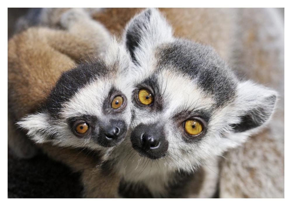 Ring-tailed Lemur, portrait of adult with young.-Paper Art-20"x14"