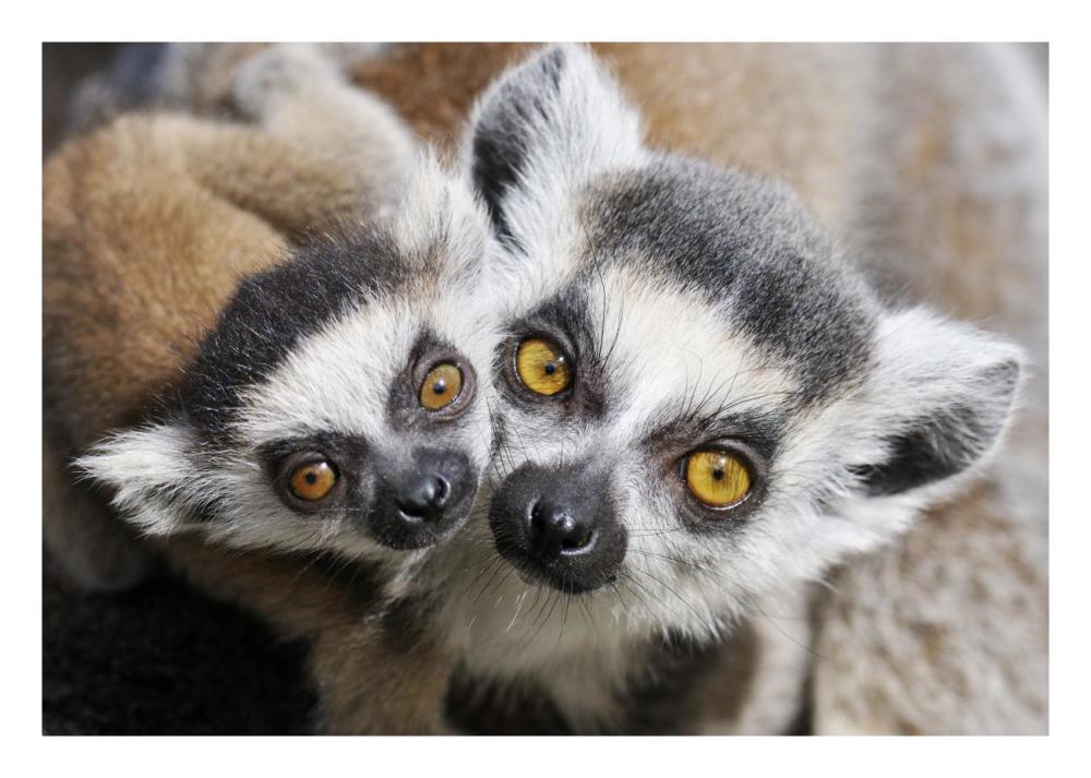 Ring-tailed Lemur, portrait of adult with young.-Paper Art-26"x18"
