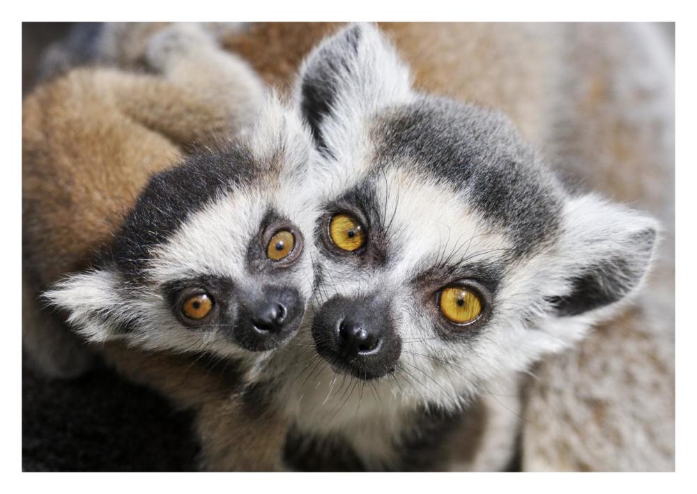 Ring-tailed Lemur, portrait of adult with young.-Paper Art-32"x22"
