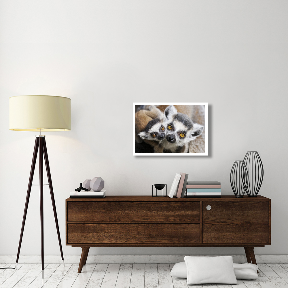 Ring-tailed Lemur, portrait of adult with young.-Paper Art-32&quotx22"