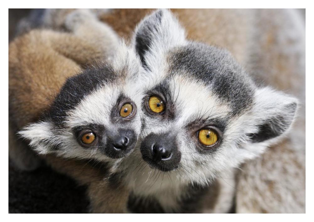 Ring-tailed Lemur, portrait of adult with young.-Paper Art-38"x26"