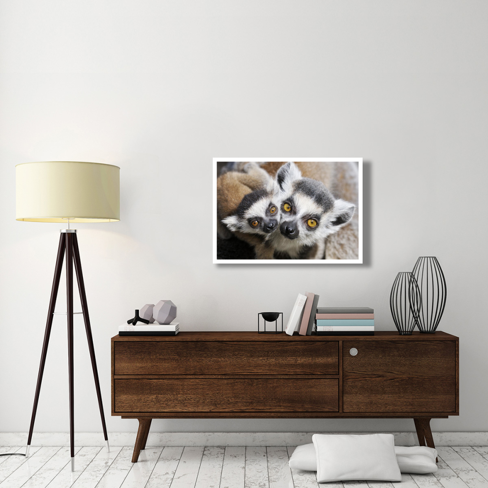 Ring-tailed Lemur, portrait of adult with young.-Paper Art-38&quotx26"