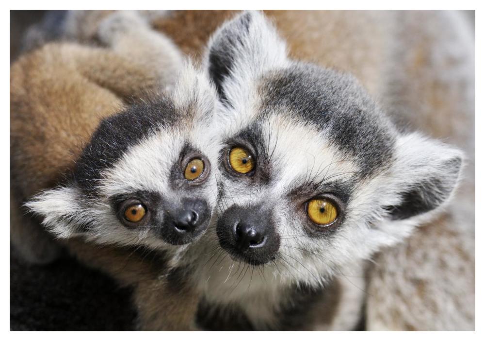 Ring-tailed Lemur, portrait of adult with young.-Paper Art-50"x34"