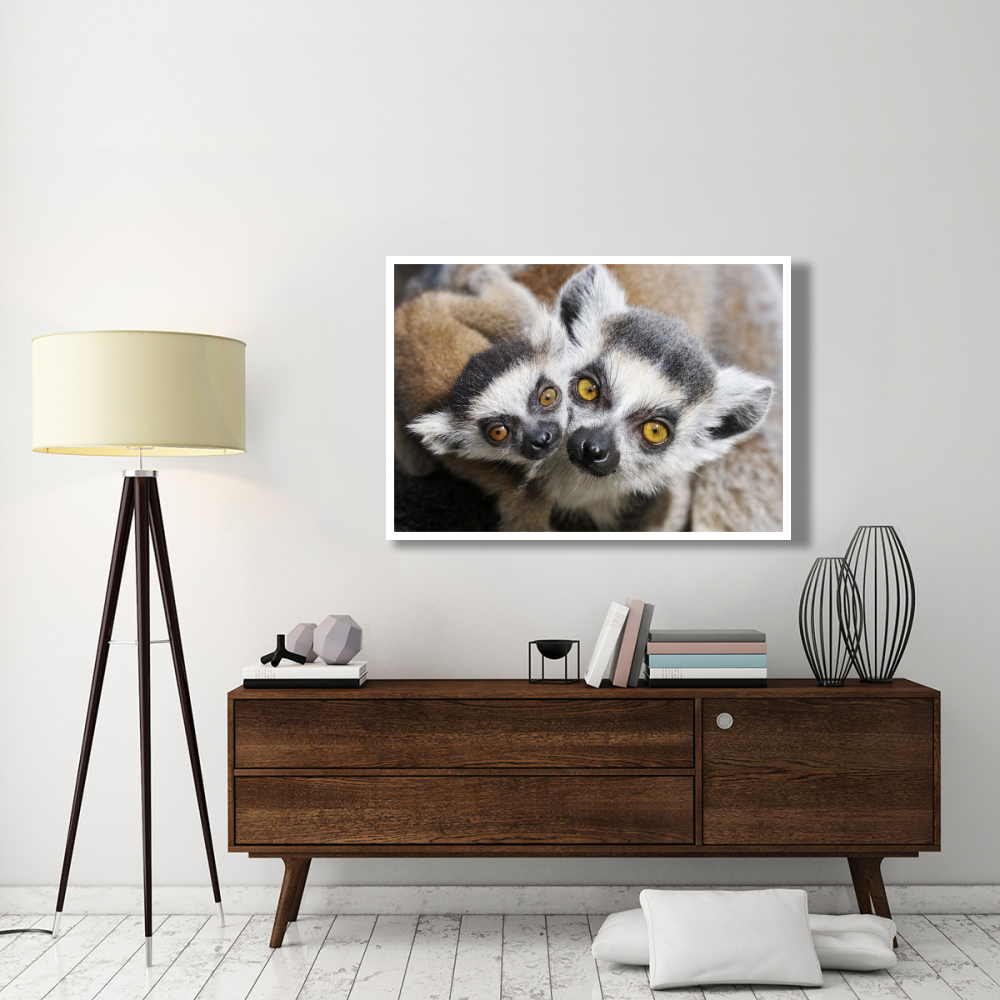 Ring-tailed Lemur, portrait of adult with young.-Paper Art-50&quotx34"