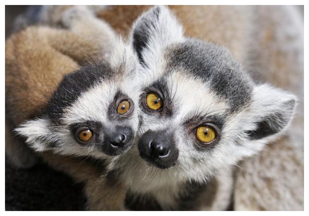 Ring-tailed Lemur, portrait of adult with young.-Paper Art-62"x42"